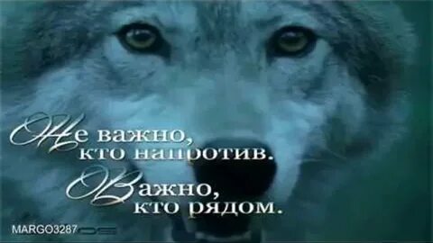 Слушать песни одинокий волк черникова