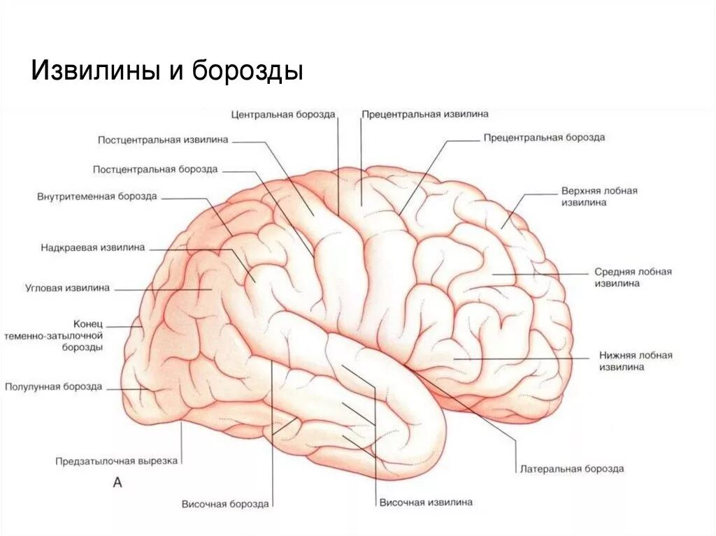 Сколько извилин в мозгах