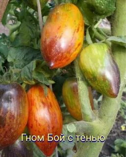Томат бой с тенью