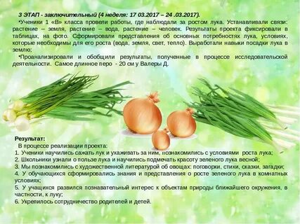 Что полезного в луке