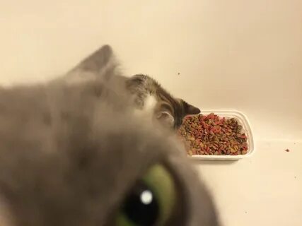 Trying to take me