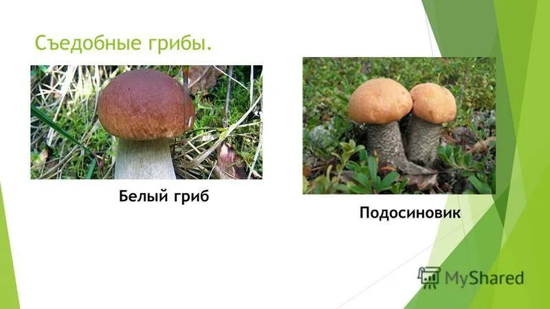 подосиновик съедобный шляпочный гриб. подосиновик гриб съедобный или несъедобный. известно что подосиновик съедобный. подосиновик части гриба. подосиновик красноголовик.