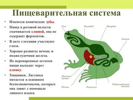Особенности пищеварения у земноводных