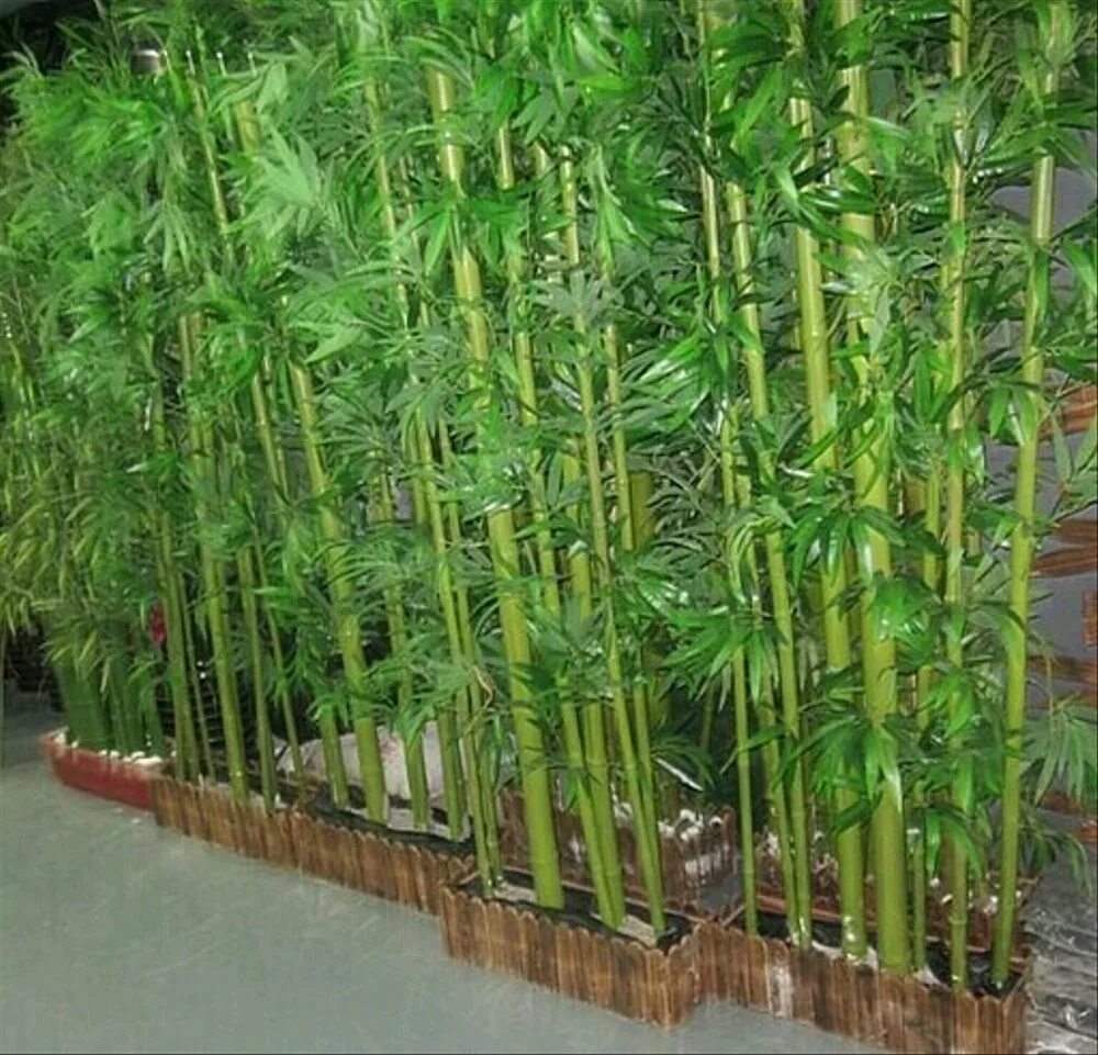 За сколько часов вырастает бамбук. Мексиканский Плакучий бамбук. Бамбук Сандера. Мексиканский Плакучий бамбук комнатный. Драцена Сандера.