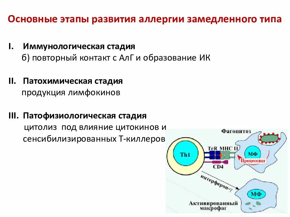 Стадии аллергических реакций замедленного типа. Механизм действия реакций немедленного типа аллергических реакций. Механизм развития аллергической реакции замедленного типа. Клеточно опосредованный Тип аллергических реакций механизм. Для аллергических реакций характерно