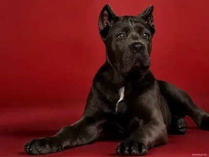 Cane corso