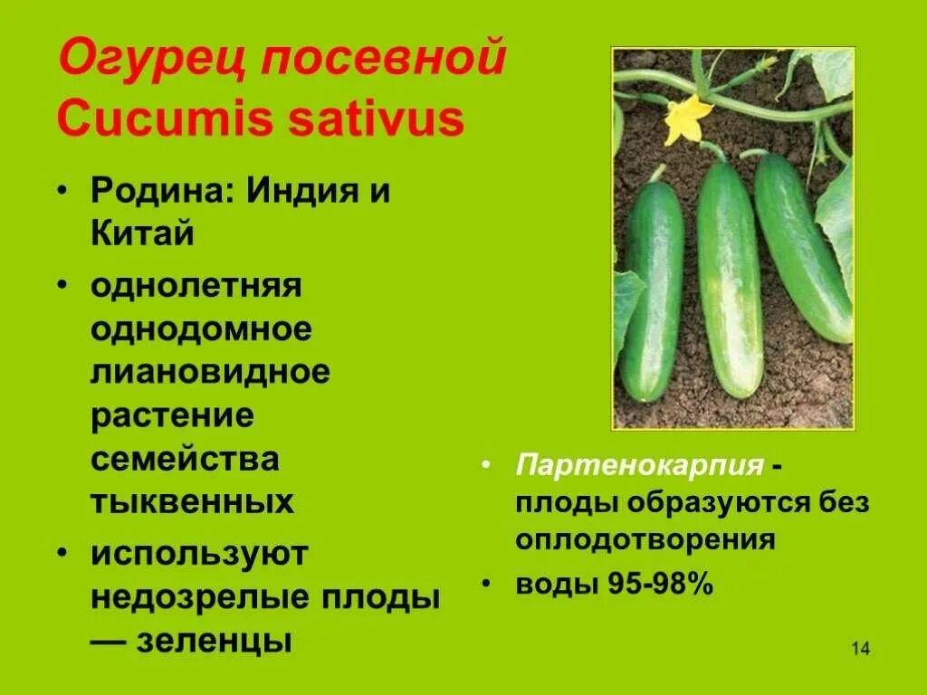 Характеристика огурца
