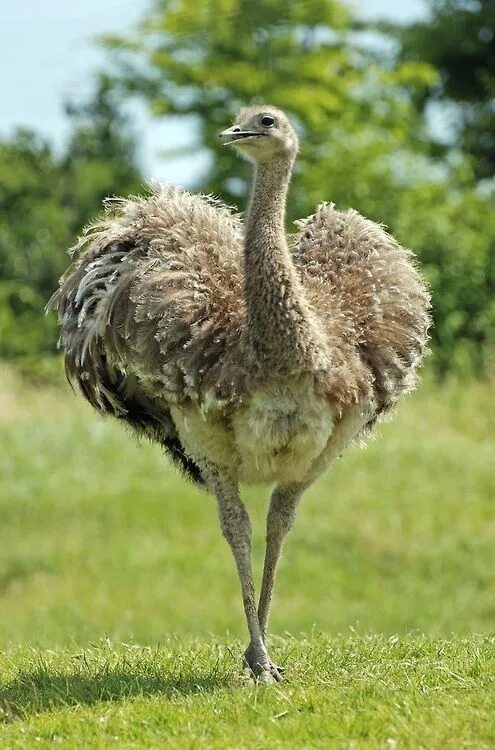 Free Images : field, wildlife, zoo, beak, ostrich, fauna, emu, vertebrate, ratit