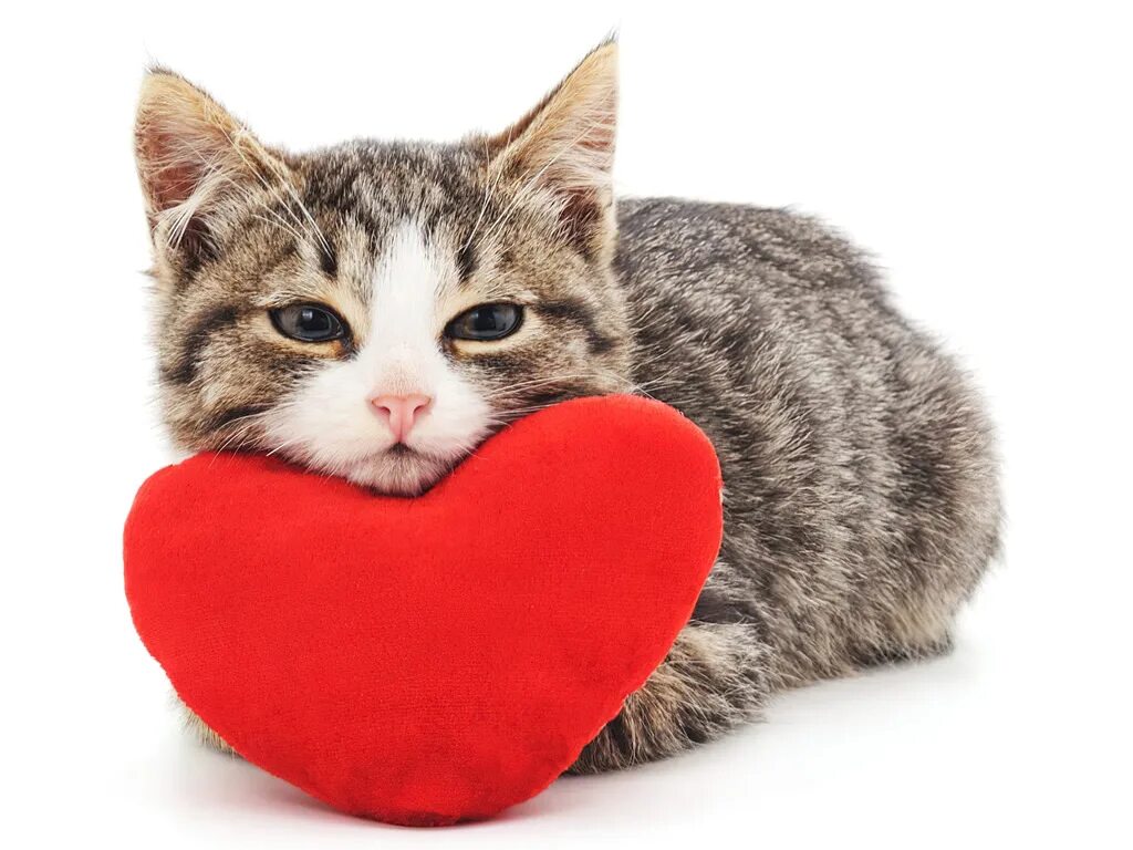 Сердечные коты
