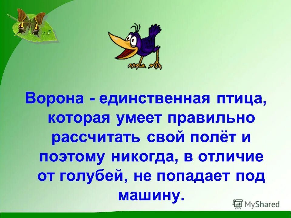 птицы в единственном числе