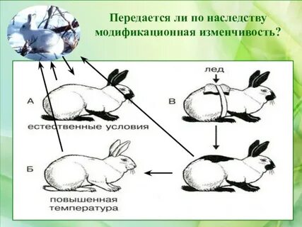 Норма реакции признака передается по наследству зависит