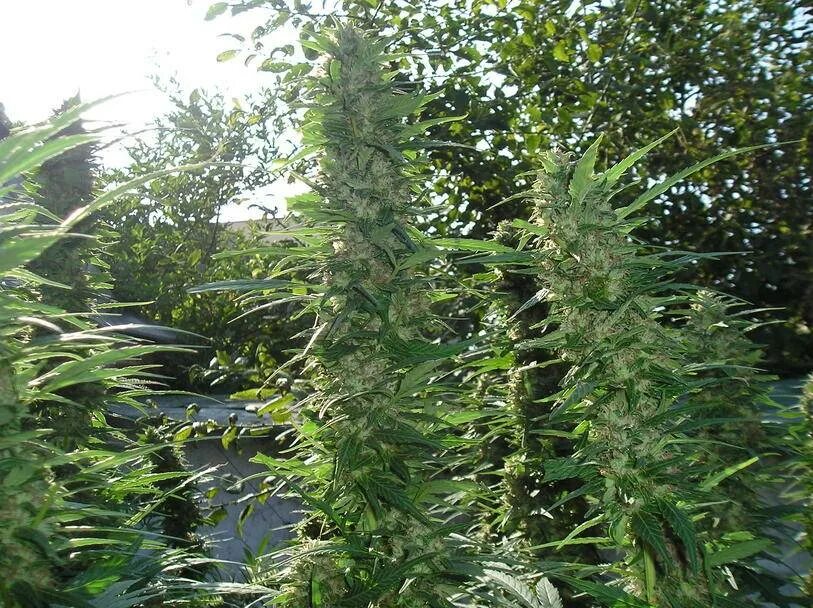 Voodoo сорт. Voodoo auto fem. Сорт Voodoo auto. Durban Poison auto Harvest. Bioseeds отзывы