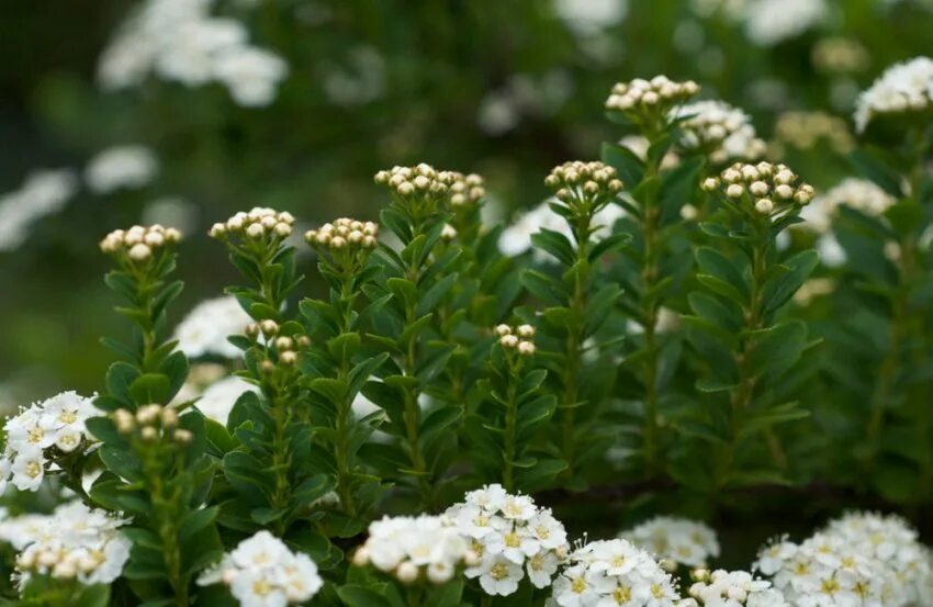 Спирея ниппонская фото. Спирея ниппонская Spiraea nipponica. Спирея ниппонская Spiraea nipponica Snowmound. Спирея ниппонская Джун Брайд. Спирея Snowmound.