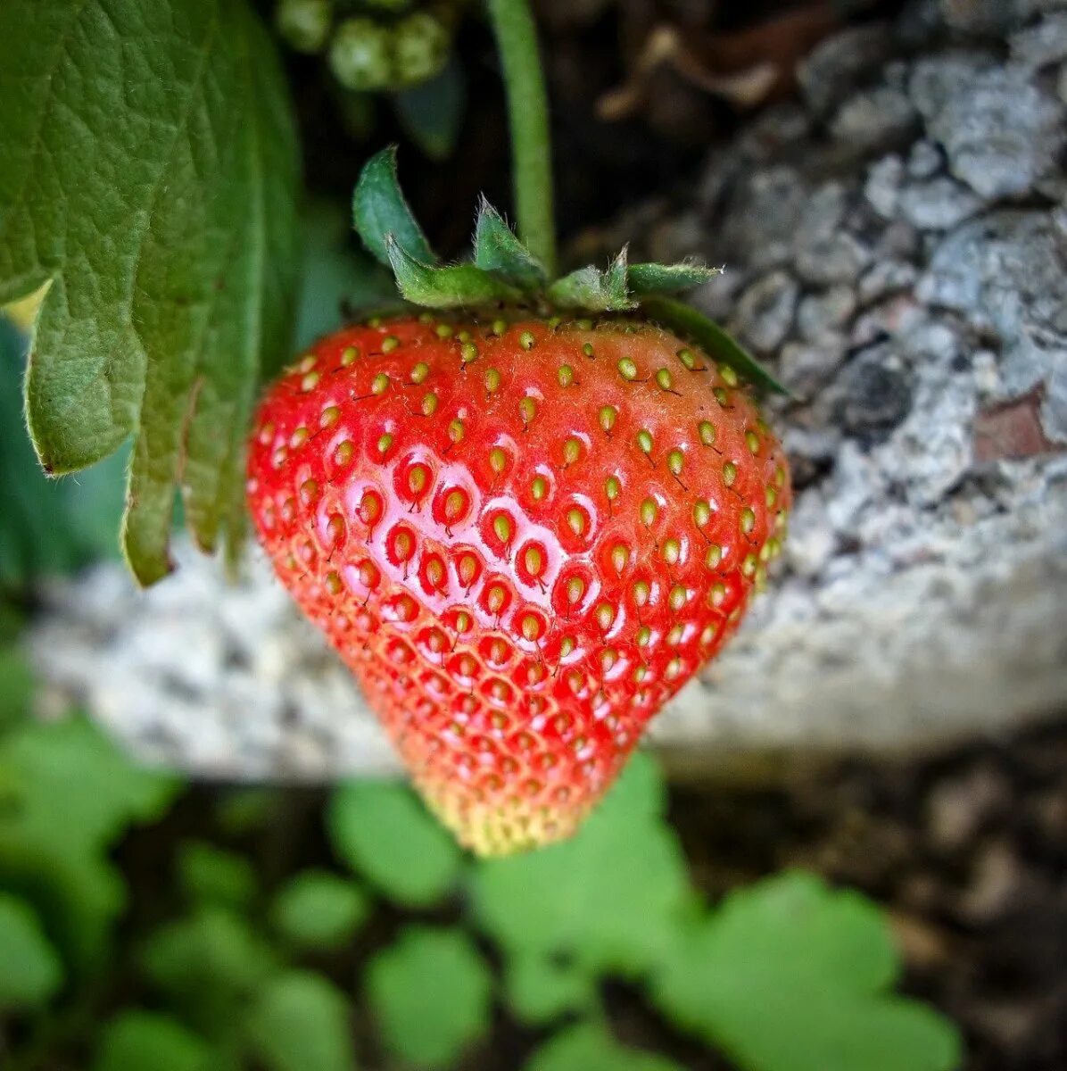 Земляника садовая крупноплодная. Спелую землянику. Клубника малинка. Клубника сорт малинка. Клубника ягода.