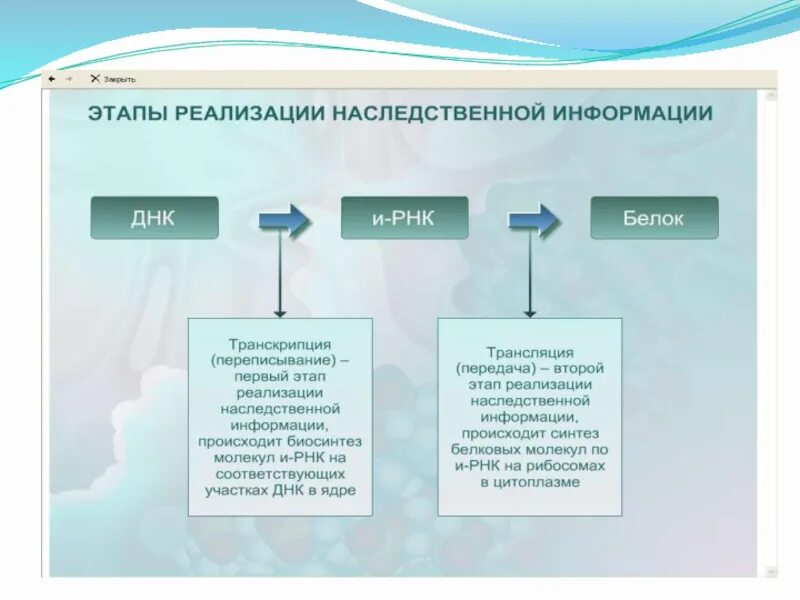 Этапы реализации наследственной информации. Этапы реализации генетической информации схема.