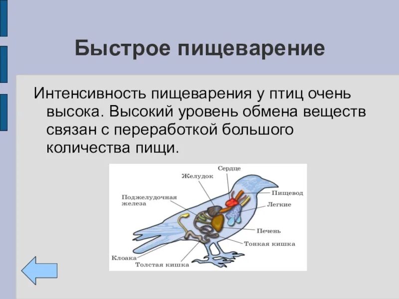 Пищеварение птиц. Метаболизм птиц. Обмен веществ у птиц. Строение пищеварительной системы птиц. Пищеварительная система класса птиц