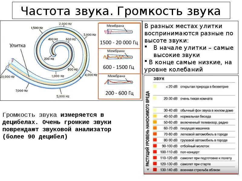 Гц звук частоты. Частота звука. улитка и частота звука. звук в герцах. частота звука гц.