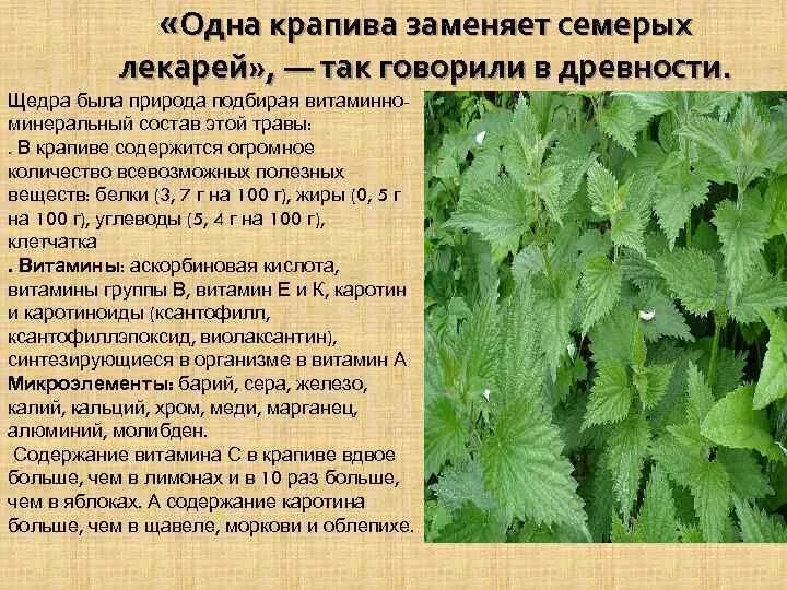 Крапиву запоминаем огэ