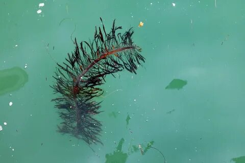 Водоросли обитают на суше в воде