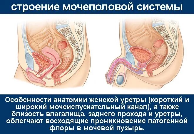 Мочеполовая система у женщин