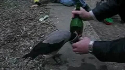 Ворона приколы видео