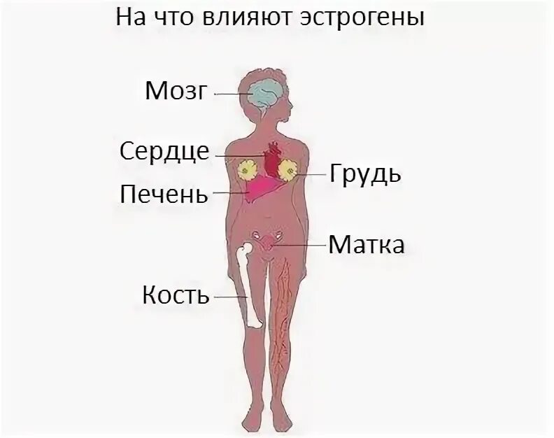 Что такое гормоны у женщин. Что такое гормоны у женщин. Эстроген и вес. Гормональный фон. Женский гормон влияющий на рост груди.