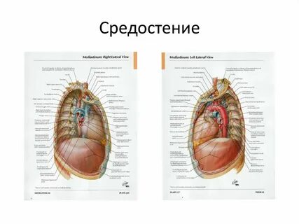 Что значит средостение значимо расширено