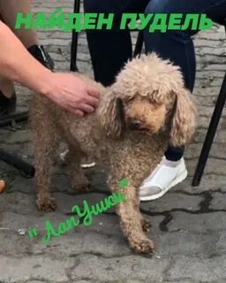 Пудель нижний