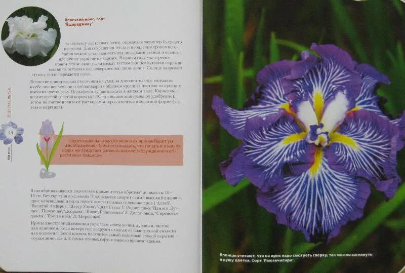 Iris pdf. И.и.родионенко ирисы. ирисы и книга. iris сорт золотая бородка родионенко.