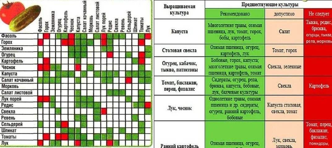 Капуста после помидор. Таблица посадок овощных культур. Совместимость сидератов и овощей таблица. Схема посадки сидератов. Таблица севооборота овощных культур.