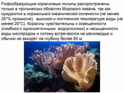 Коралловые полипы признаки
