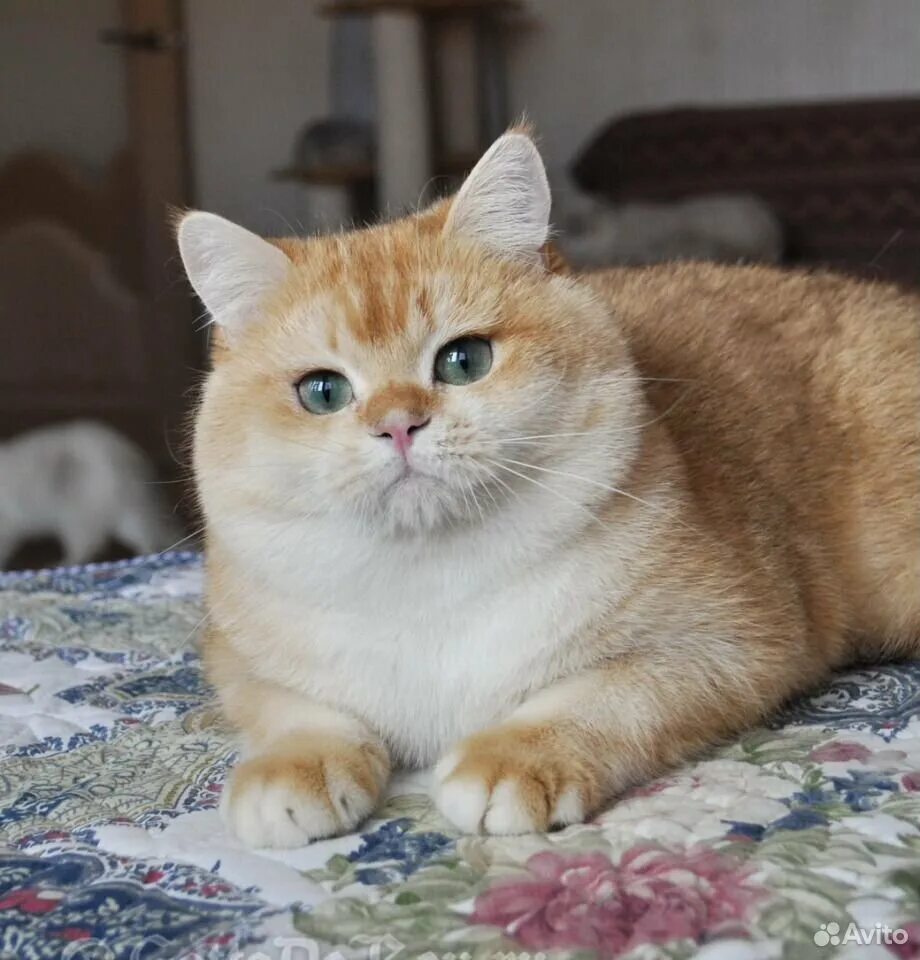 Британская Золотая шиншилла. Британская кошка Золотая шиншилла. Британец Золотая шиншилла. Британский кот Золотая шиншилла. Золотистая шиншилла купить