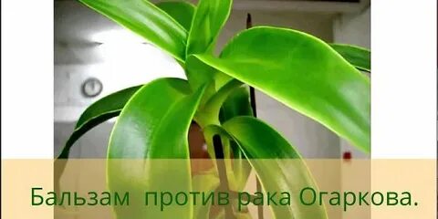Золотой ус при онкологии