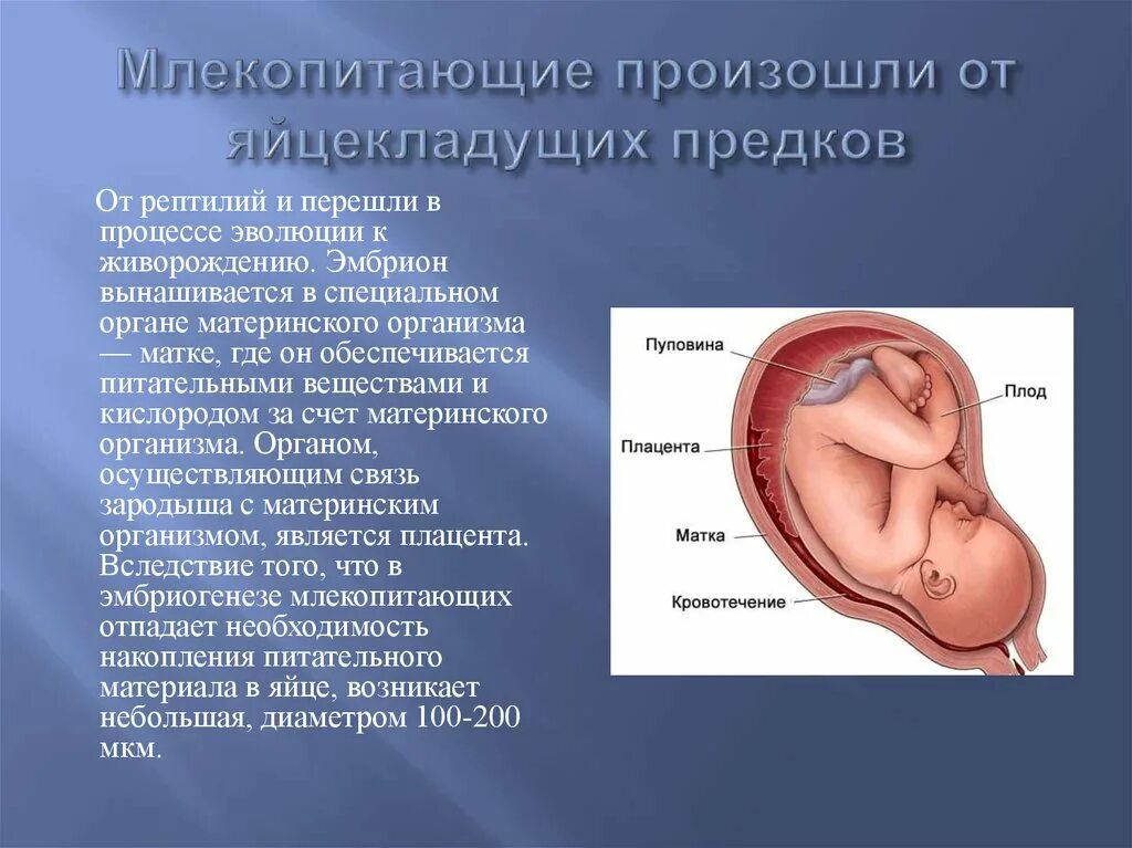 Плацента млекопитающих. Развитие плацентарных млекопитающих. Размножение и развитие плацентарных млекопитающих. Эмбрион млекопитающего.
