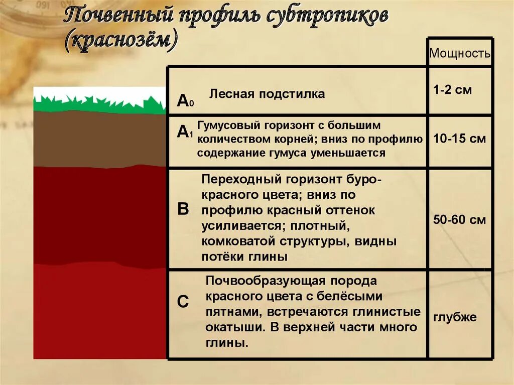 Какие почвы в субтропиках. Схема почвенного профиля. Мощность почвенного профиля. Схема строения почвенного профиля. Почвенный профиль субтропиков России.