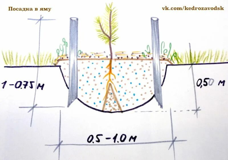 На каком расстоянии сажать саженцы. Схема посадки хвойных кедр. Как правильно сажать саженцы кедра весной. Глубина ямы для посадки сосны. Посадочная яма для дерева.