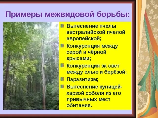Примером межвидовой конкуренции являются. Межвидовая примеры. конкуренция между елью и березой. межвидовая борьба примеры. причины межвидовой борьбы.