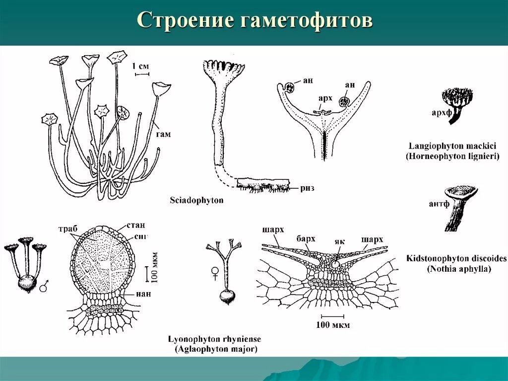 Гаметофит псилофита. Гаметофит Ринии. Структуры гаметофита. Строение гаметофита. Особенности гаметофита