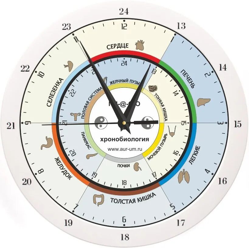Циклы внутреннего времени. Биоритмические часы. Внутренние часы организма. Биоритмы по часам. Биологические часы организма человека по часам работы.