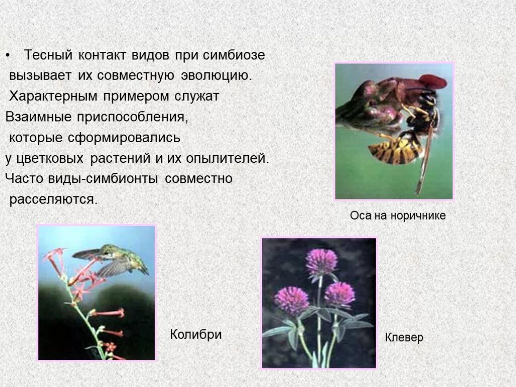 Примеры симбиоза у растений. Симбиоз приспособления. Приспособления симбионтов. Симбиоз между насекомыми и растениями.
