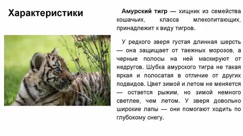 Систематика тигра