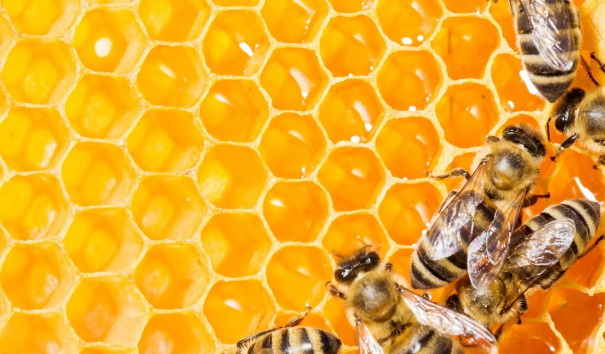 Пчела. Гул пчелиный. Пчелиный гул. Пчела подлетает к цветку. Медоносная пчела соты.