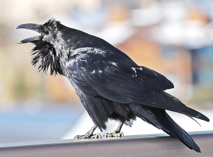 Корвус ворон. Королевский ворон Коракс. Толстоклювый ворон Corvus crassirostris. Грач (птица) врановые. Например ворона