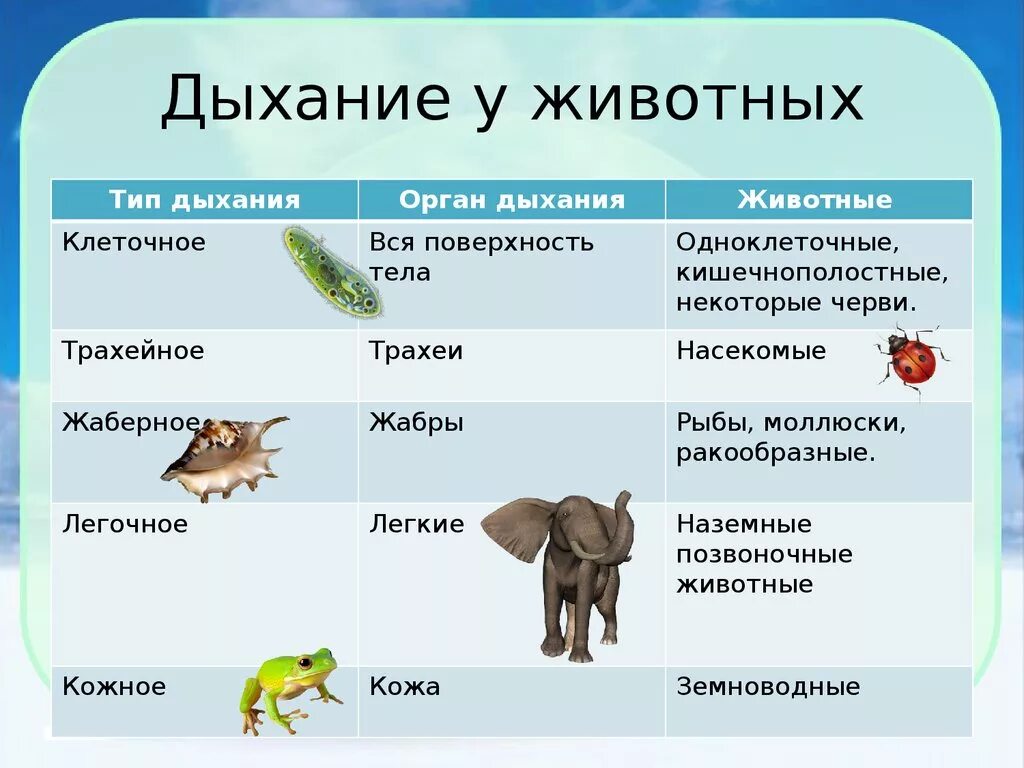 Тест по теме млекопитающие 8 класс биология. Таблица органов дыхания у животных биология. Способы дыхания животных. Органы дыхания животных таблица. Как дышат животные.