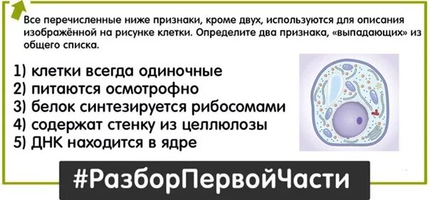Используя все перечисленные ниже термины. Одиночные клетки. клетка гриба. грибная клетка. все перечисленные ниже признаки.