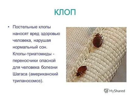 Клопы что делать отзывы