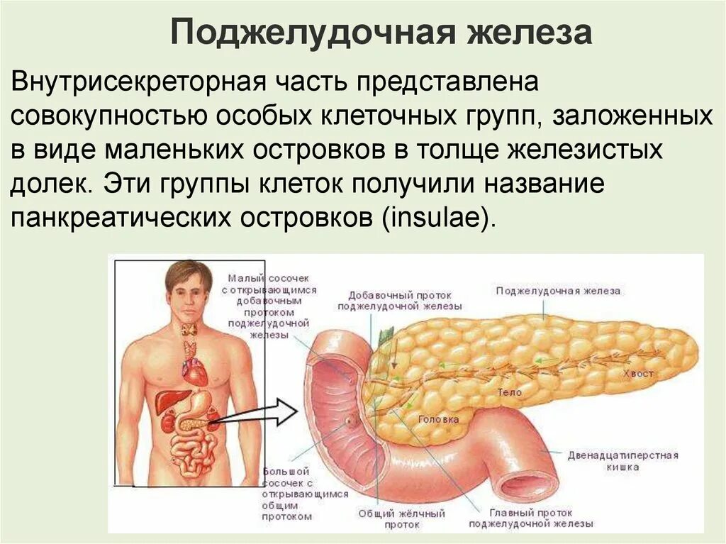 Поджелудочная железа заболевания болезни. Поджелудочная железа вид. Строение поджелудочной железы.