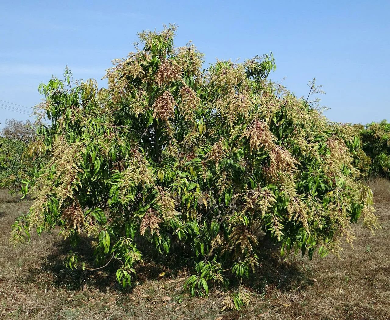 Манго дерево цветет. Кустарник манго. Манго индийское растение. Mangifera Indica дерево. Манго дерево куст.