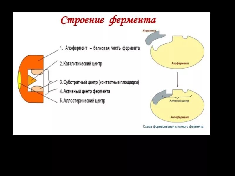 Какая структура у белков ферментов. Строение фермента. Строение фермента схема. Структура ферментов. Строение сложного фермента.