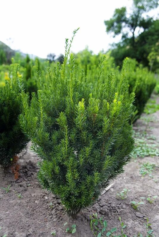 Тис Taxus Media Hillii. Тисс(Taxus) Groenland. Тис Hillii. Тисс Хикси. Купить хвойные недорого